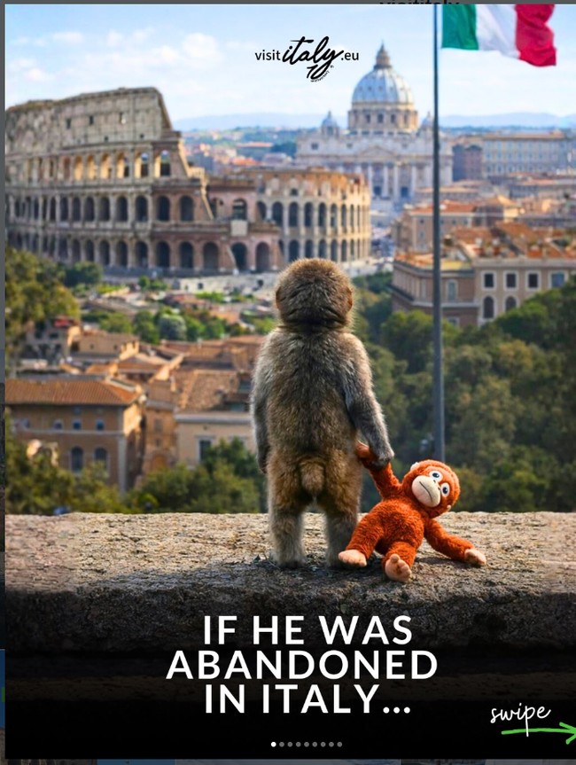 Ketika Bayi Monyet Punch Menggugah Empati Dunia