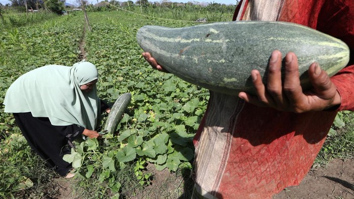 Petani menata buah timun suri (Cucumis melo L. var. reticulatus Naudin) hasil panen di Desa Cot Cut, Aceh Besar, Aceh, Senin (23/2/2026). Timun suri yang merupakan buah musiman anggota suku labu-labuan (Cucurbitaceae) menjadi salah satu buah favorit yang diolah menjadi minuman untuk menu berbuka puasa pada bulan Ramadhan yang dijual antara Rp10.000 hingga Rp40.000 per buah tergantung besar dan kecil ukurannya. ANTARA FOTO/Irwansyah Putra/bar