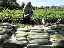 Panen Timun Suri Segar Siap Ramaikan Pasar Ramadan