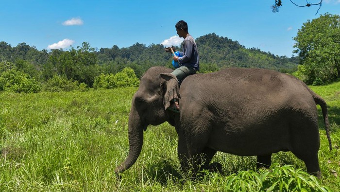 Seorang penjaga (mahout) memberi makan gajah jinak menuju sungai kecil di CRU (Conservation Respons Unit) Daerah Aliran Sungai (DAS) Peusangan di Desa Negeri Antara, Kabupaten Bener Meriah, Aceh, Minggu (22/2/2026). Sebanyak tiga ekor gajah jinak di CRU tersebut kesulitan mengakses Sungai Peusangan yang menjadi lokasi utama untuk minum dan mandi akibat curamnya akses ke sungai setelah terjadi longsoran tanah dan pelebaran aliran sungai termasuk hilangnya beberapa lokasi untuk mendapatkan sumber makanan pascabencana hidrometeorologi di daerah itu. Pascabencana hidrometeorologi di hulu DAS Peusangan, tiga gajah jinak di CRU DAS Peusangan dirawat intensif akibat sulitnya akses air dan pakan. ANTARA FOTO/Arnas Padda