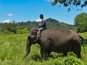 Gajah Memang Unik, Tapi Soal Menyembah Bulan Itu Hoax