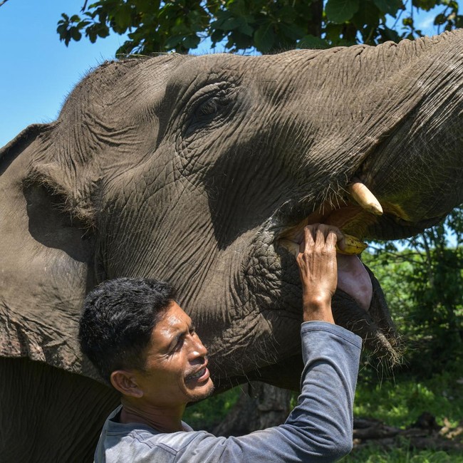 Gajah Jinak Dirawat Intensif di Aceh Tengah Pascabencana