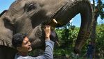 Gajah Jinak Dirawat Intensif di Aceh Tengah Pascabencana