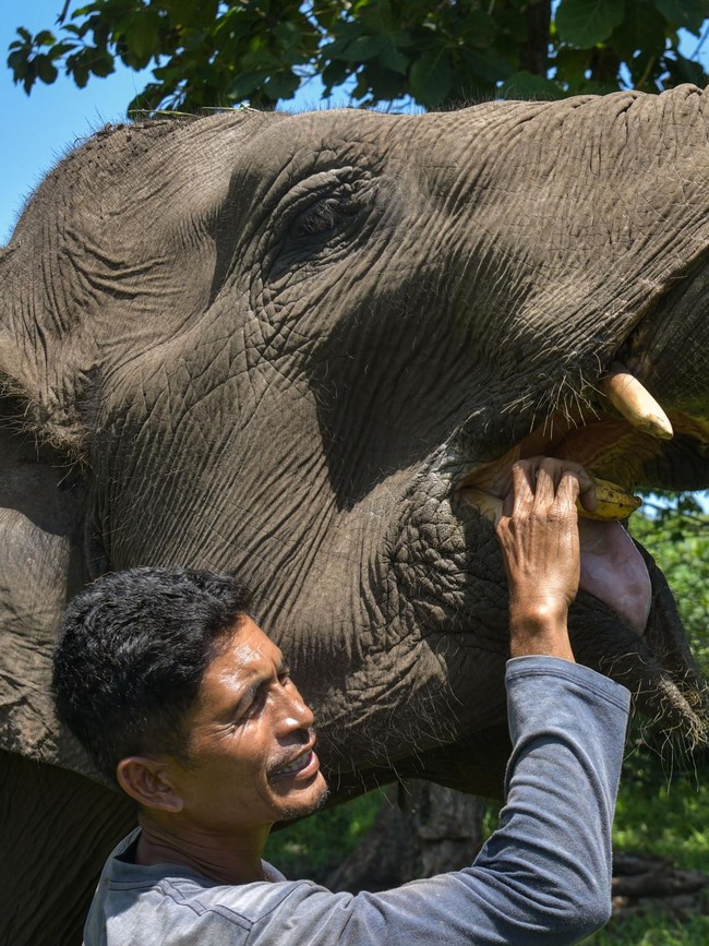 Gajah Jinak Dirawat Intensif di Aceh Tengah Pascabencana