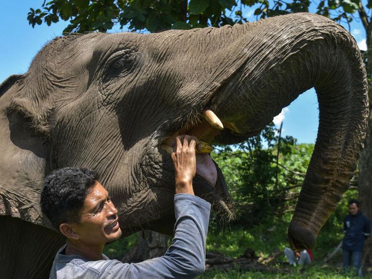 Gajah Jinak Dirawat Intensif di Aceh Tengah Pascabencana