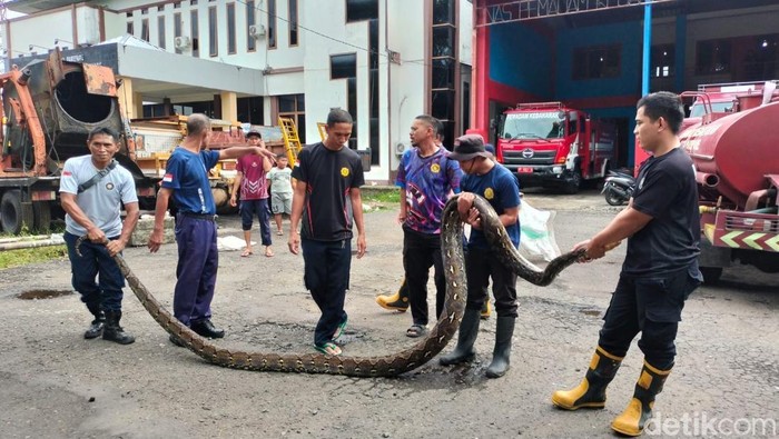 Petugas Damkar saat mengamankan ular sanca 6 meter.