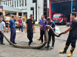 Evakuasi Dramatis Ular Sanca 6 Meter Mangsa Kambing Warga di Parepare