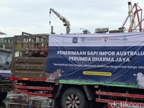 Video: Jakarta Kedatangan 3.100 Impor dari Australia