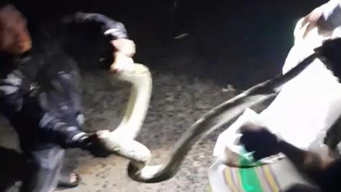 Warga menangkap ular piton dekat Pasar Senggol secara hidup-hidup.