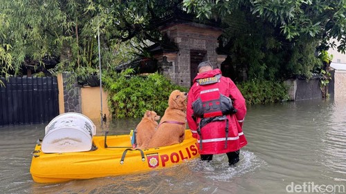 Anjing milik WNA Rusia dievakuasi saat banjir di kawasan Sanur, Denpasar, Selasa (24/2/2026).