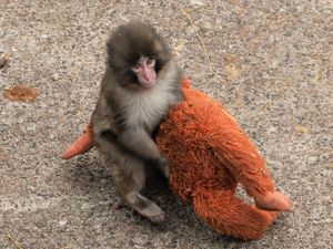 Bayi Monyet Punch hingga Manusia Suka Peluk Boneka, Pakar Ungkap Sebabnya