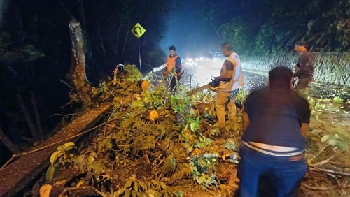 BPBD Buleleng menangani pohon tumbang akibat hujan deras disertai angin kencang, Selasa (24/2/2026). (Dok. BPBD Buleleng)