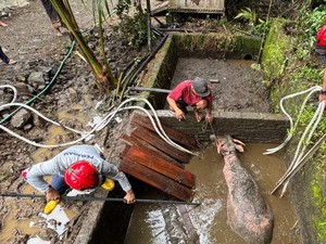 Sulitnya Evakuasi Kerbau Bule 500 Kg Terjebak Septic Tank di Trenggalek
