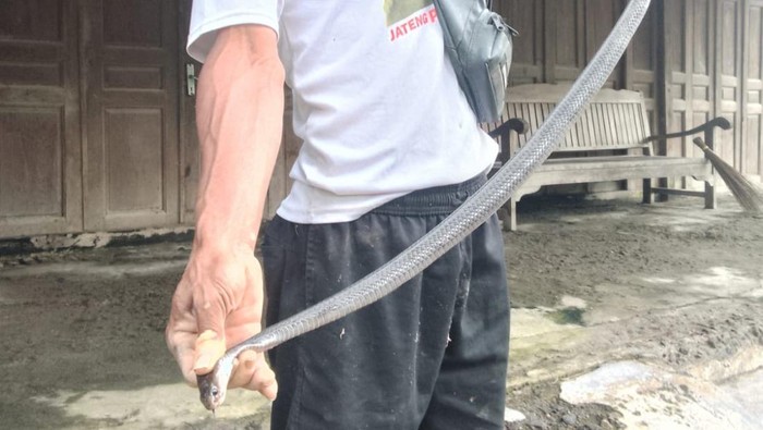 Ular kobra yang dievakuasi di TKIT kawasan Cawas, Klaten, Selasa (24/2/2026).