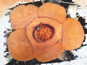 Spesies Baru Bunga Rafflesia Ditemukan di Penajam Paser Utara