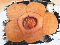 Spesies Baru Bunga Rafflesia Ditemukan di Penajam Paser Utara