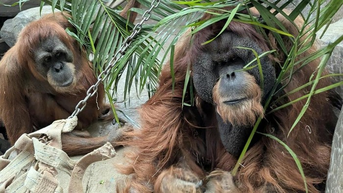 Spesies orangutan Sumatera di Como Park Zoo & Conservatory di Amerika Serikat