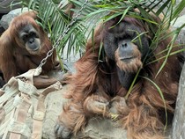 Orang Utan Berusia 40 Tahun di AS Harus Disuntik Mati Karena Kanker Meradang
