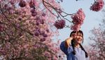 Tabebuia Rosea Bermekaran, Kampus Kasetsart Thailand Diserbu Pengunjung