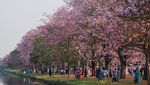 Tabebuia Rosea Bermekaran, Kampus Kasetsart Thailand Diserbu Pengunjung