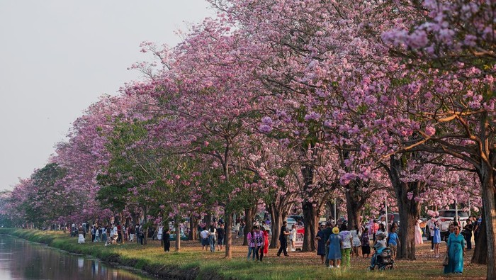 People take pictures with blossoming Tabebuia rosea trees at Kasetsart University’s Kamphaeng Saen Campus, in Nakhon Pathom province, Thailand, February 23, 2026. REUTERS/Chalinee Thirasupa