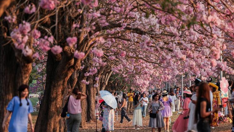 Tabebuia Rosea Bermekaran, Kampus Kasetsart Thailand Diserbu Pengunjung