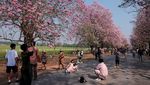 Tabebuia Rosea Bermekaran, Kampus Kasetsart Thailand Diserbu Pengunjung