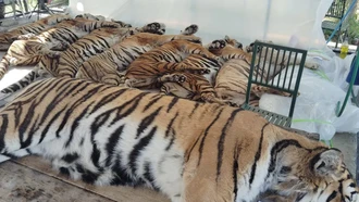 Thailand Umumkan Penyebab Matinya 72 Harimau, Tak Menular ke Manusia