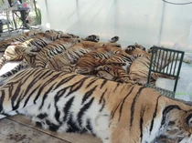 Geger Puluhan Harimau Mati Mendadak di Thailand