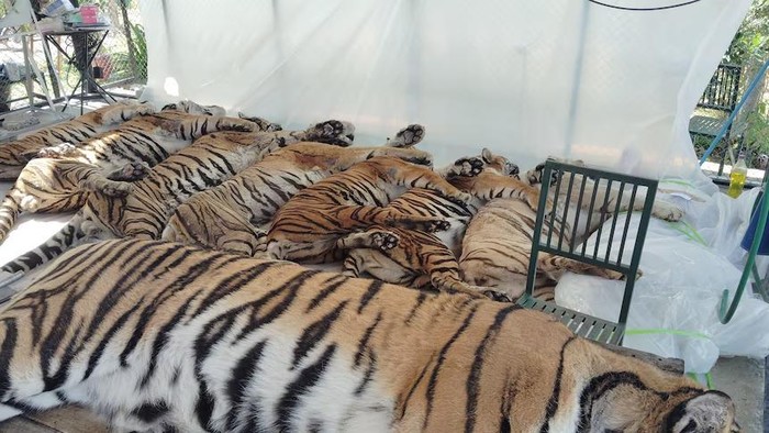 Harimau yang mati diletakkan untuk persiapan otopsi di Tiger Kingdom di Chiang Mai. (AP: Tiger Kingdom sanctuary)