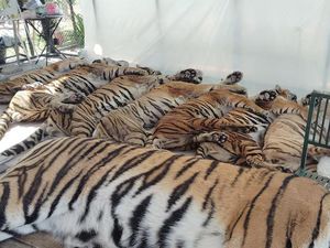 Dunia Hari Ini: Kematian 72 Harimau di Taman Wisata Thailand Bukan karena Flu Burung