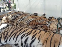Dunia Hari Ini: Kematian 72 Harimau di Taman Wisata Thailand Bukan karena Flu Burung