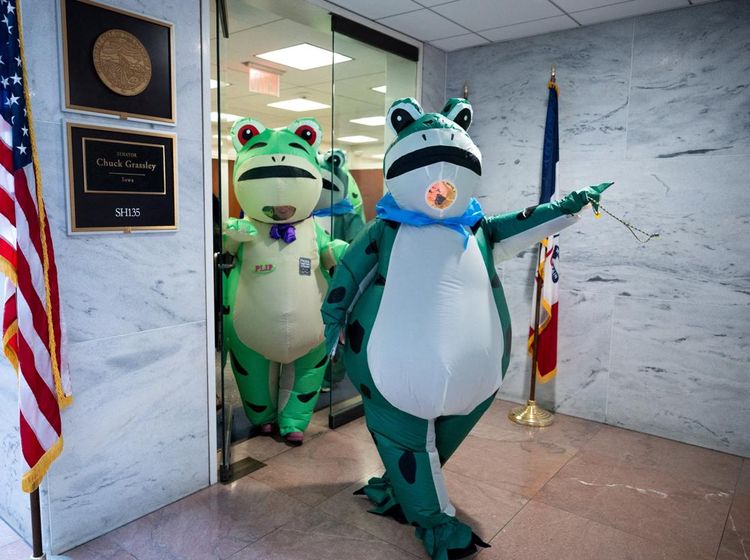 Aksi Katak Hijau di Washington Soroti Isu Demokrasi AS