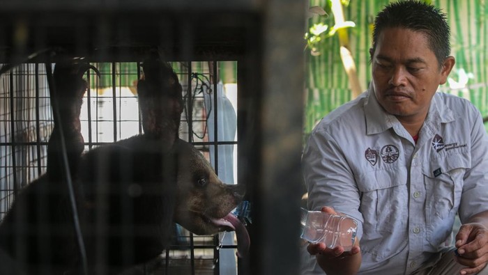 Dua ekor beruang madu (Helarctos malayanus) ditempatkan dalam kandang di Kantor Balai Besar Konservasi Sumber Daya Alam (BBKSDA) Jawa Barat Seksi Konservasi Wilayah I, Kota Serang, Banten, Rabu (25/2/2026). BBKSDA Jawa Barat Seksi Konservasi Wilayah I mengevakuasi sepasang beruang madu berumur sekitar 3-4 tahun dari salah satu tempat wisata yang sudah tidak beroperasi dalam kondisi sehat yang kemudian akan direhabilitasi sebelum dilepasliarkan ke habitat asalnya. ANTARA FOTO/Angga Budhiyanto