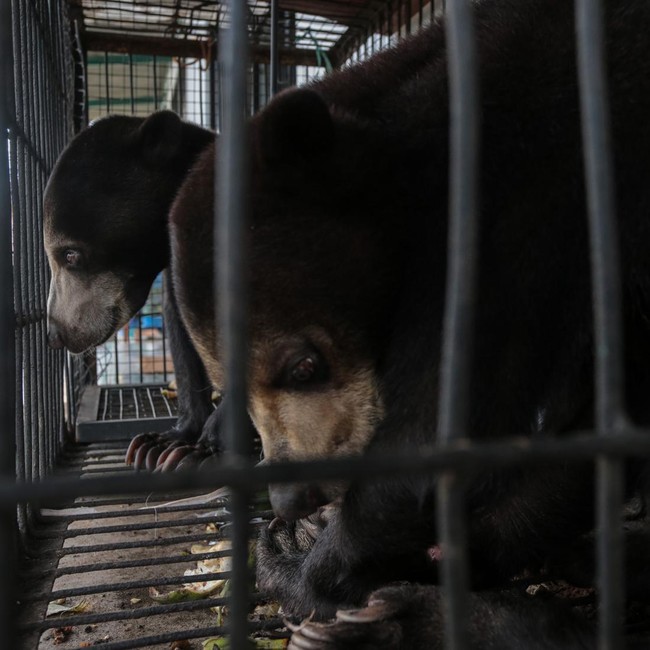Penyelamatan Beruang Madu di Serang