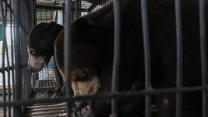 Dua ekor beruang madu (Helarctos malayanus) ditempatkan dalam kandang di Kantor Balai Besar Konservasi Sumber Daya Alam (BBKSDA) Jawa Barat Seksi Konservasi Wilayah I, Kota Serang, Banten, Rabu (25/2/2026). BBKSDA Jawa Barat Seksi Konservasi Wilayah I mengevakuasi sepasang beruang madu berumur sekitar 3-4 tahun dari salah satu tempat wisata yang sudah tidak beroperasi dalam kondisi sehat yang kemudian akan direhabilitasi sebelum dilepasliarkan ke habitat asalnya. ANTARA FOTO/Angga Budhiyanto
