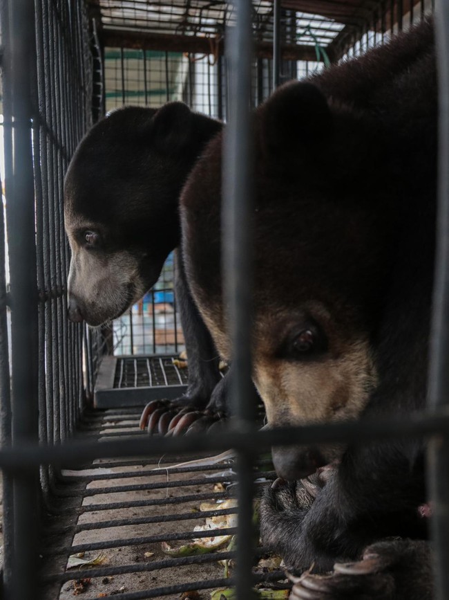 Penyelamatan Beruang Madu di Serang