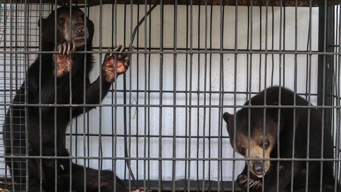 Dua ekor beruang madu (Helarctos malayanus) ditempatkan dalam kandang di Kantor Balai Besar Konservasi Sumber Daya Alam (BBKSDA) Jawa Barat Seksi Konservasi Wilayah I, Kota Serang, Banten, Rabu (25/2/2026). BBKSDA Jawa Barat Seksi Konservasi Wilayah I mengevakuasi sepasang beruang madu berumur sekitar 3-4 tahun dari salah satu tempat wisata yang sudah tidak beroperasi dalam kondisi sehat yang kemudian akan direhabilitasi sebelum dilepasliarkan ke habitat asalnya. ANTARA FOTO/Angga Budhiyanto