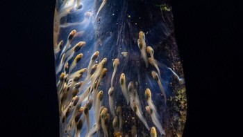 Juara 1 kategori Hewan: Galaksi Amfibi Oleh Filippo Carugati. Sekelompok telur katak Malagasy (Guibemantis sp.) menggantung di batang pohon kecil di samping kolam di hutan hujan Maromizaha, Madagaskar. Foto: Close-Up Photographer Of The Year