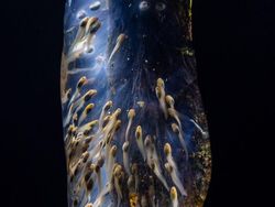 Karya Jawara Kontes Foto Close-Up Bikin Melotot, Ada Indonesia