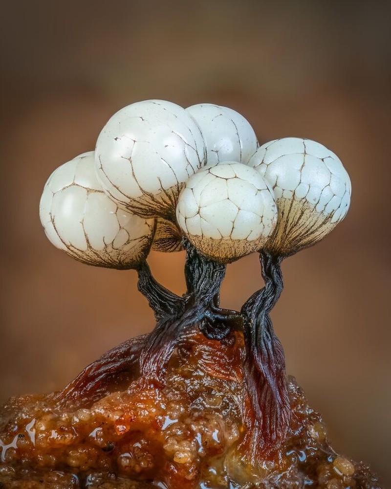 Close-Up Photographer Of The Year 2026