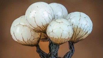 Juara 2 Fungi & Slime Moulds Karya Barry Webb. Sekelompok jamur lendir Cribraria rufa muda setinggi 1,5 mm di hutan purba, Buckinghamshire Selatan, Inggris. Foto: Close-Up Photographer Of The Year