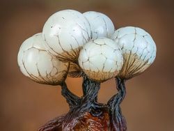 Karya Jawara Kontes Foto Close-Up Bikin Melotot, Ada Indonesia