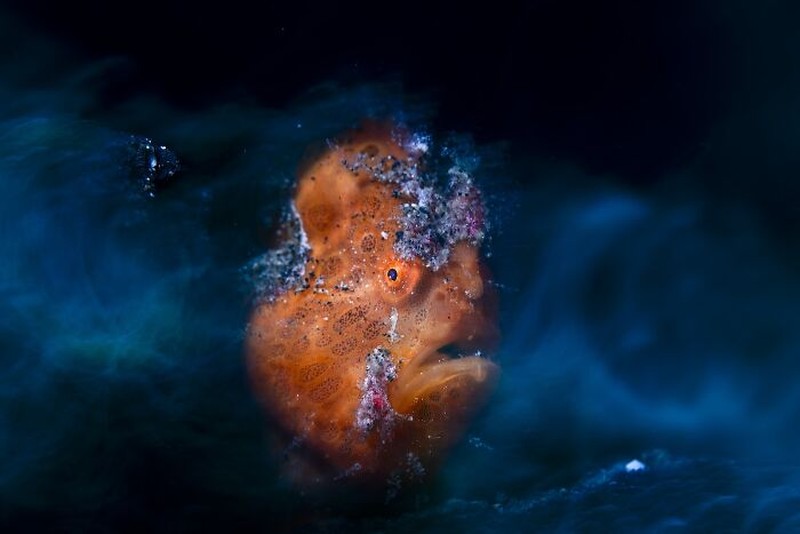 Close-Up Photographer Of The Year 2026