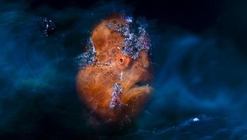 Juara 2 Underwater: Karya Daniel Sly. Seekor ikan kodok bercorak oranye (Antennarius pictus) di atas pasir vulkanik hitam Selat Lembeh, Indonesia. Foto: Close-Up Photographer Of The Year