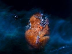 Karya Jawara Kontes Foto Close-Up Bikin Melotot, Ada Indonesia