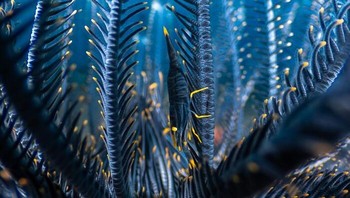 Juara 3 Underwater: karya Juara 2 Underwater. Seekor udang krinoid (Laomenes amboinensis) difoto di Tulamben, Bali. Foto: Close-Up Photographer Of The Year