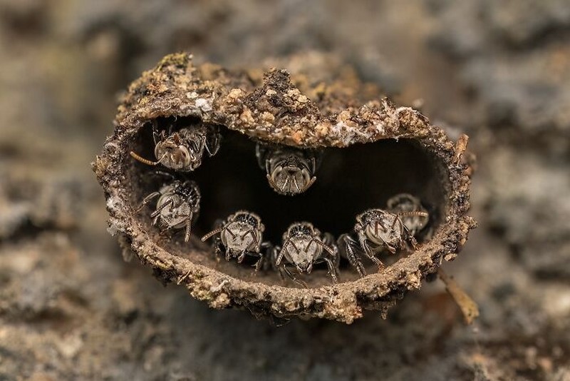 Close-Up Photographer Of The Year 2026