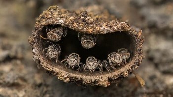 Juara 1 kategori Young karya Rithved Girish. Sarang lebah tanpa sengat (kemungkinan Tetragonula sp.) di Mezhathur, Kerala, India. Foto: Close-Up Photographer Of The Year