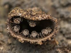 Karya Jawara Kontes Foto Close-Up Bikin Melotot, Ada Indonesia